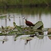 アフリカレンカク(African Jacana)