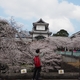 兼六園から石川門・金沢城のサクラ