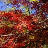 香嵐渓、すばらしい紅葉でした～