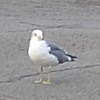 今日も鳥の世話かぁ？？？