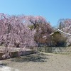 【桑折お散歩録】桑折町の桜は満開！！