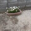 風にそよぐ花たち