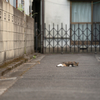 近隣住宅街のねこさん