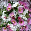 切り戻した花を水に浮かべる＊花苗の植え替え＊