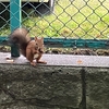 エゾリスとトンボ