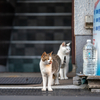 近隣繁華街のねこさん