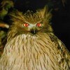ふくろう（２）
