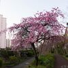 南砂緑道公園の 枝垂れ桜