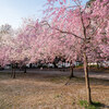 宮城県仙台市：錦町公園　桜