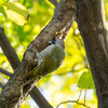 いつもの公園で、リュウキュウサンショウクイ、アオゲラ！