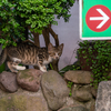地元繁華街のねこさん