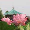 上野公園　蓮の花の開花状況　2024年7月13日｜見頃、不忍池、うえの夏まつり、風鈴、屋台、納涼祭（東京都台東区）