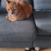 オシキャットとアビシニアンのmix猫