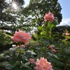 🌹旧古河庭園『秋のバラフェスティバル』