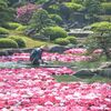 牡丹の花が咲き誇る小島