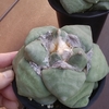 青磁牡丹　キレイな政治