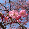 岡山児島湖花回廊 阿部池土手の河津桜