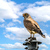 里山にやって来た絶滅危惧種の夏鳥＂サシバ＂　　　野鳥撮影《第551回》