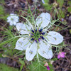 (381) Nigella damascena