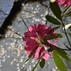 🌸シャクナゲと桜を合わせて撮影しました😊