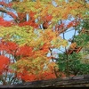 紅葉が進む庭！