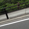 自然のおさるさん