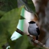 シロクロマイコドリ(White-bearded Manakin)など