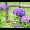 梅雨は紫陽花