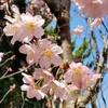 今年も我が家の桜が咲きました。