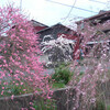 桜のコラボレーション