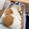 休日は愛猫とお昼寝。