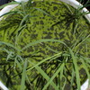 今年もバケツ稲