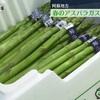 春のアスパラガス阿蘇で収穫