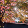 師走の紅葉