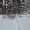 山道散歩　倒木・小枝・落下雪。