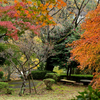 丸山公園の紅葉