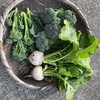 野菜収穫と今年春の植え込む野菜