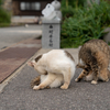 佐柳島のねこさん