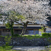 公民館の桜