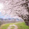 ぐるり桜道：神通川さくら堤・塩の千本桜