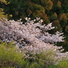 山桜