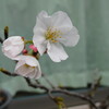 鉢植えの桜が開花