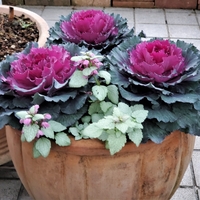 葉ボタンに胸を躍らせた日々