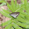 気づきの2日目：石垣島でのチョウ撮影 2020年11月3日