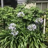 Agapanthus