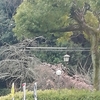 カーリング拳闘たたふ寒緋桜