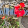 （紹介：植物）新宿区百人町2丁目で見かけた『赤いボケの花』を紹介します