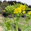 菜の花とシュレーゲルとカシラダカ