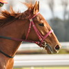 今日の競馬ニュースとか - 2011年2月4日