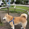 ヘルニア持ち柴犬の過ごし方